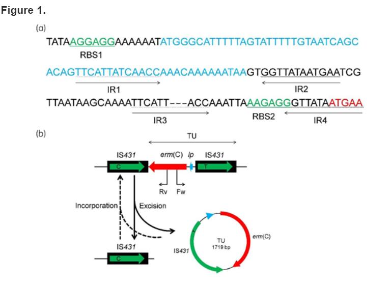 Identification Of An IS431-derived Translocatable Unit Containing The ...